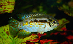 Bultkop Acara (LAETACARA ARAGUAIAE M)