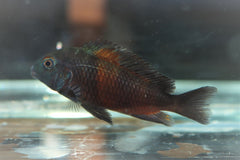 Cichlide Moorii Bulu Point (TROPHEUS MOORII BULU POINT M)