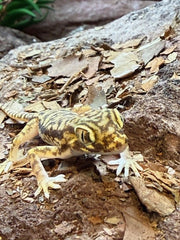 Stenodactylus petrii