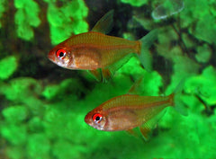 Citroentetra Oranje (HYPHESSOBRYCON PULCHRIPINNIS ORANGE L)
