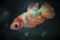 Kempvis Plakat Koi Nemo Vrouw (BETTA SP. PLAKAT KOI NEMO FEMALE M)