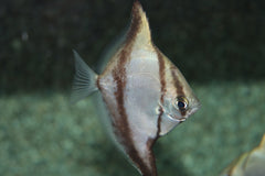 Afrikaanse Bladvis (MONODACTYLUS SEBAE S)