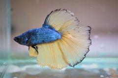 Kempvis Halfmoon Mustard Man (BETTA SP. HALFMOON MUSTARD MALE XL)