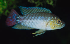 Dwergcichlide Pucallpa (APISTOGRAMMOIDES PUCALLPAENSIS S)