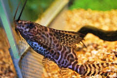 Baardmeerval Eupterus (SYNODONTIS EUPTERUS S)
