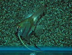 Maanvis Peru (P. SCALARE PERU S/M)