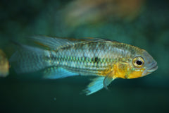 Gekuifde Dwergcichlide (APISTOGRAMMA CACATUOIDES M)
