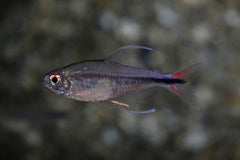 Phoenix Tetra (HEMIGRAMMUS FILAMENTOSUS M)