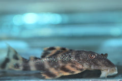 L206 Clown Pleco (PANAQOLUS SP. L206 S/M)
