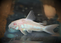Gevlekte Pantsermeerval Albino (CORYDORAS PALEATUS ALBINO S/M)