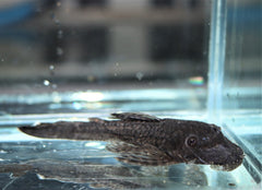 Pyjama Ancistrus (L267 ANCISTRUS SP. XL)