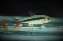 Hockeystick Tetra Roodvin (THAYERIA SP. RIO TELES PIRES L)