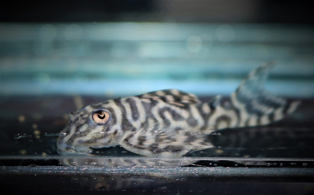 L333 Maze Zebra Pleco (L333 HYPANCISTRUS SP. M)
