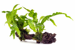 Microsorum Op Kienhout M (20-30Cm) - Dw (Microsorum op kienhout M (20-30cm) - DW)