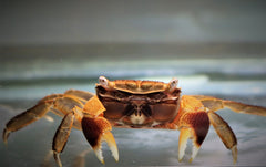 Roodschaar Krab (PSEUDOSESARMA CRASSIMANUM M)