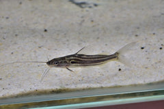 Indische Gestreepte Meerval (MYSTUS VITTATUS L)