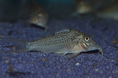 Pantsermeerval Cervinus (CORYDORAS CERVINUS M)