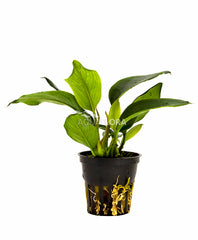 Anubias Species - Pe (Anubias species - PE)