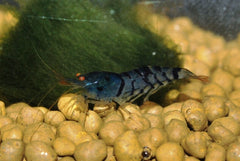Golden Eye Blue Tiger Garnaal (CARIDINA CANTONENSIS BLUE TIGER M)