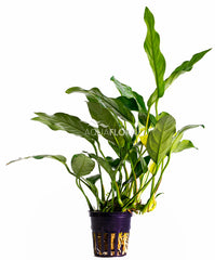 Anubias Gracilis - Pe (Anubias gracilis - PE)