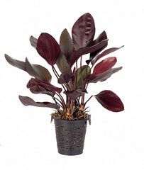 Echinodorus 'Aflame' (R) - Xl (Echinodorus 'Aflame' (r) - XL)