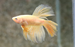 Kempvis Halfmoon Banana Man (BETTA SP. HALFMOON BANANA MALE L)
