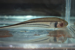 3 Streep Mesvis Peru (EIGENMANNIA TRILINEATA M/L)