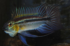 Dwergcichlide Bitaeniata (APISTOGRAMMA BITAENIATA M)