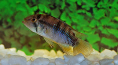 Inca Dwergcichlide (APISTOGRAMMA BAENSCHI L)