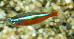 Kardinaaltetra Brazili� (PARACHEIRODON AXELRODI L)