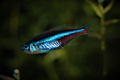 Blauwe Neon (PARACHEIRODON SIMULANS L)