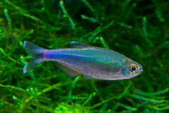 Blauwe Tetra (BOEHLKEA FREDCOCHUI M)