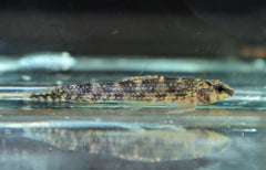 Bodemzalm Sp. Nanay (MELACHARACIDIUM SP. NANAY PERU M/L)