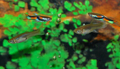 Endler Gup Man (POEC. WINGEI MALE M)