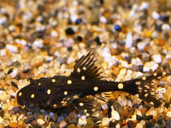 Polka Dot Lyretail Pleco (ACANTHICUS ADONIS XL)
