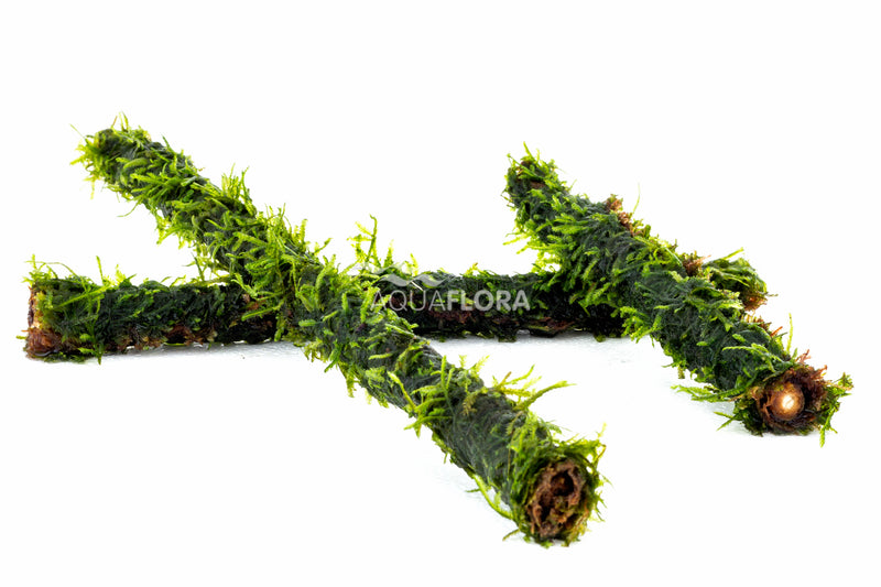 Vesicularia Op Bamboe Stick L 30Cm - Bs (Vesicularia op bamboe stick L 30cm - BS)