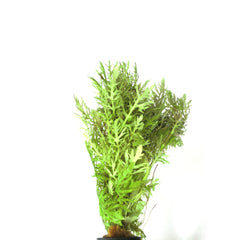 Hygrophila Difformis In Terracotta (Hygrophila difformis in terracotta)