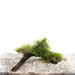 Driftwood (Medium) Met Vesicularia Dubyana (Driftwood (medium) met vesicularia dubyana)