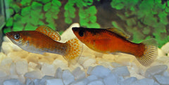 Hoogvinkarper Copper Green (POECILIA LATIPINNA COPPER GREEN S/M)
