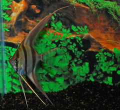 Altum Maanvis (Inirida) (P. ALTUM M)