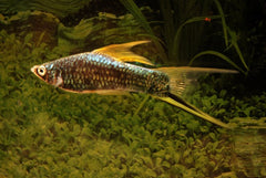 Zwaarddrager Berlin Zwart (XIPH. HELLERI BERLIN BLACK M)