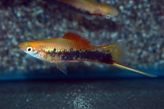 Zwaarddrager Geel Tuxedo (XIPH. HELLERI YELLOW TUXEDO M/L)