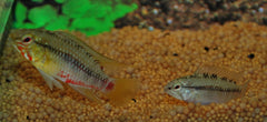 Dwergcichlide Hongsloi (APISTOGRAMMA HONGSLOI M)