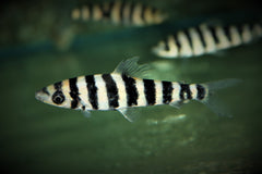 Gestreepte Kopstaander (LEPORINUS AFFINIS M)
