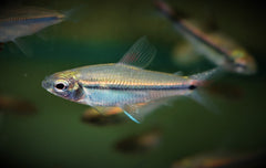 Afrikaanse Eenstreepzalm (NANNAETHIOPS UNITAENIATUS M)