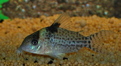 Gevlekte Pantsermeerval (CORYDORAS PUNCTATUS M)