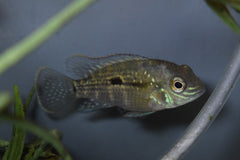 Green Terror (ANDINOACARA RIVULATUS S)