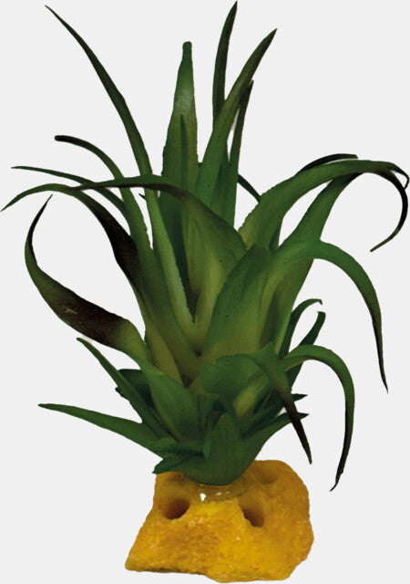 REPTO PLANT TILLANDSIA