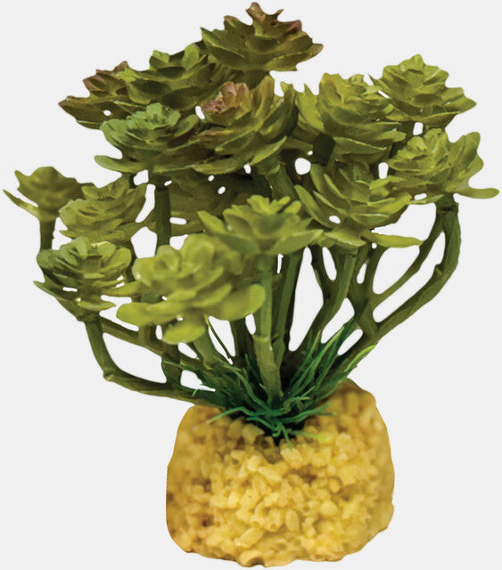 REPTO PLANT CACTUS TREE