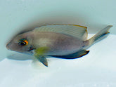 Acanthurus auranticavus